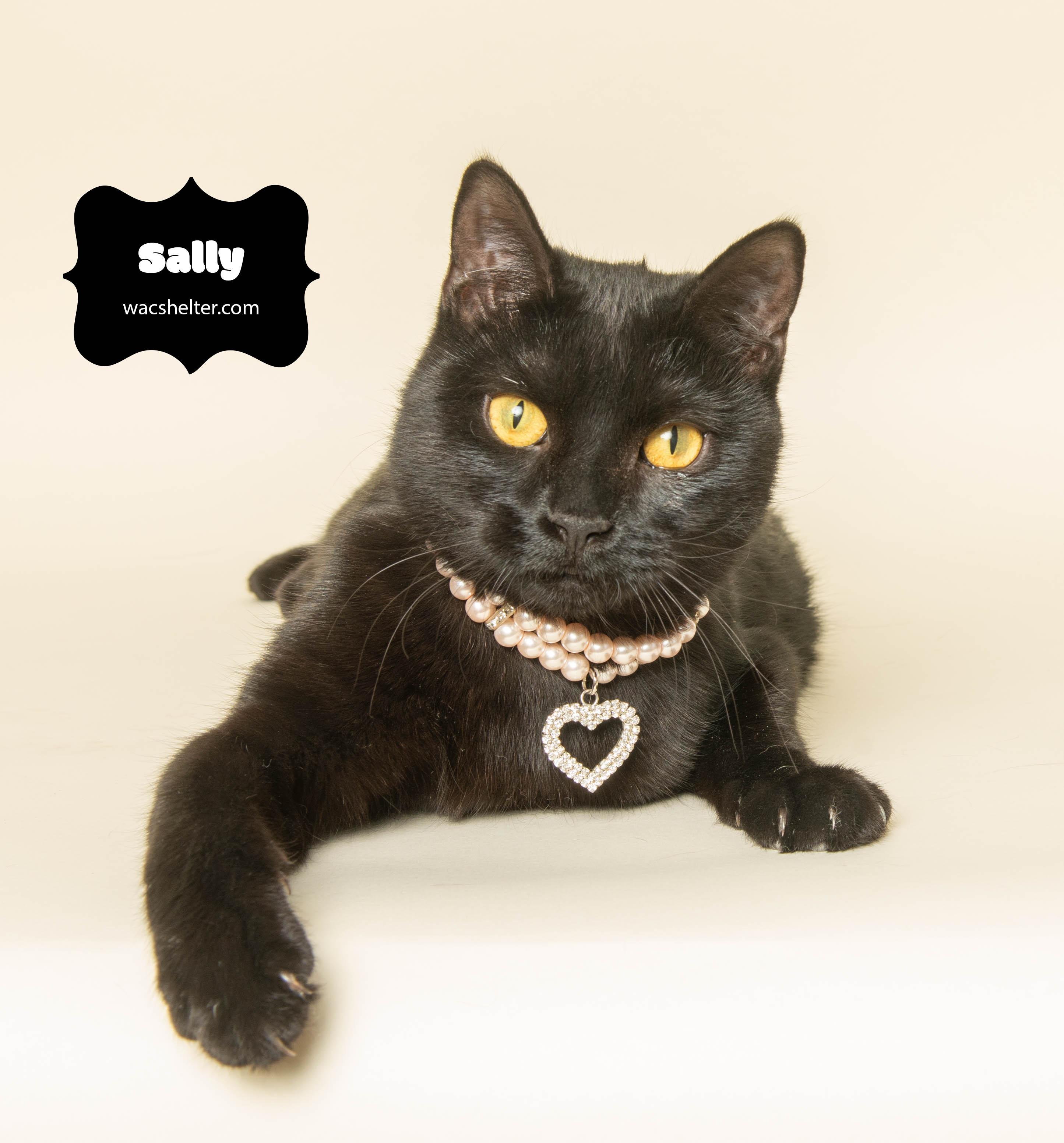 SALLY (Fearless Girl), a Adoptable Domestic Short Hair in Wyandotte, MI image 3/5