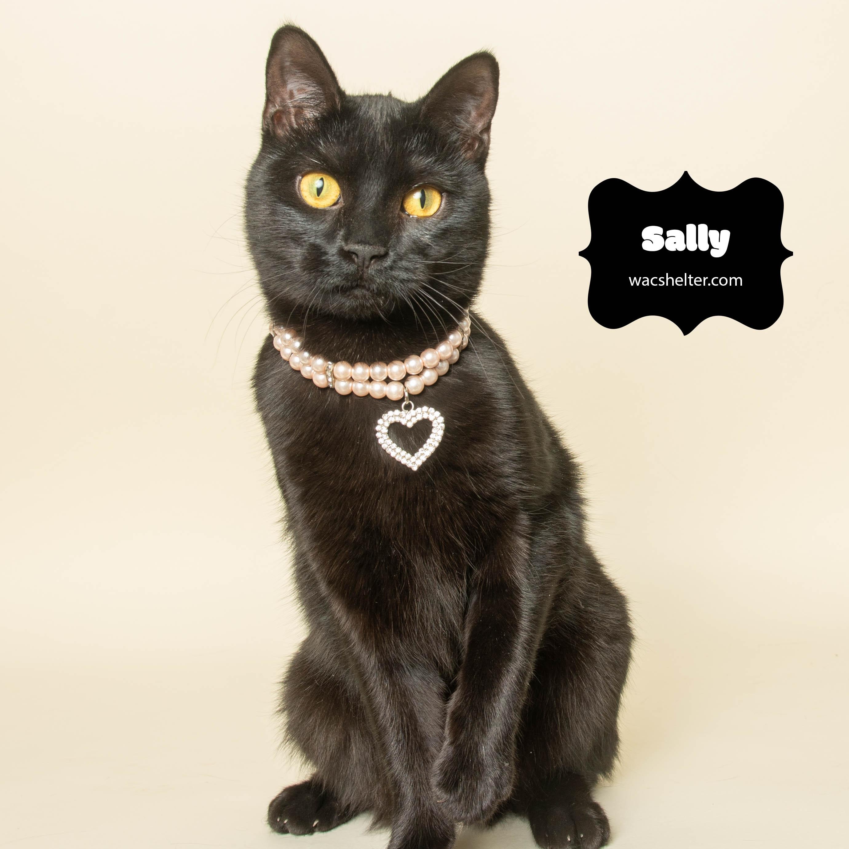 SALLY (Fearless Girl), a Adoptable Domestic Short Hair in Wyandotte, MI image 1/5
