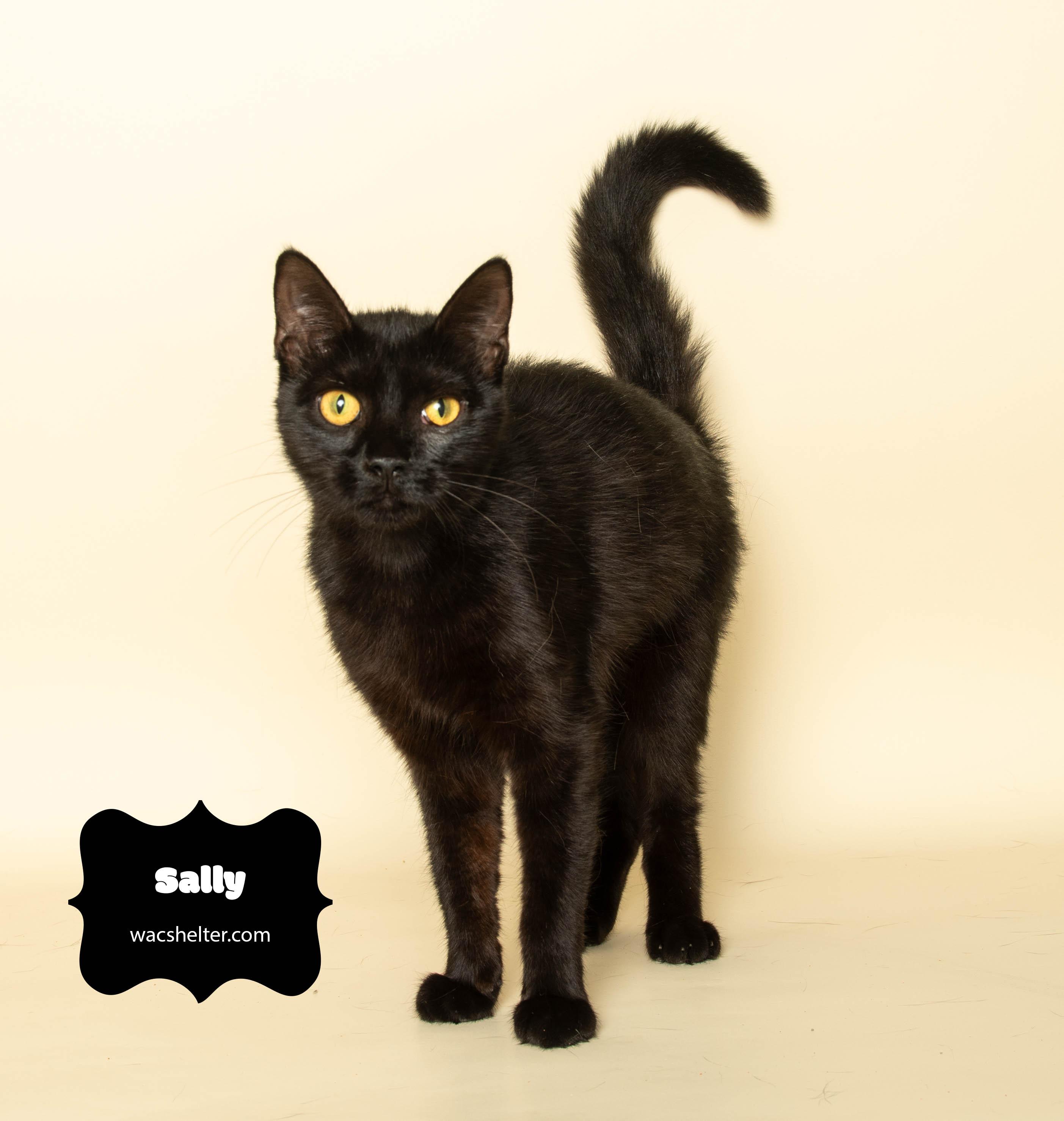 Enlarge SALLY (fearless girl), a Adoptable Domestic Short Hair in Wyandotte, MI image 6/6