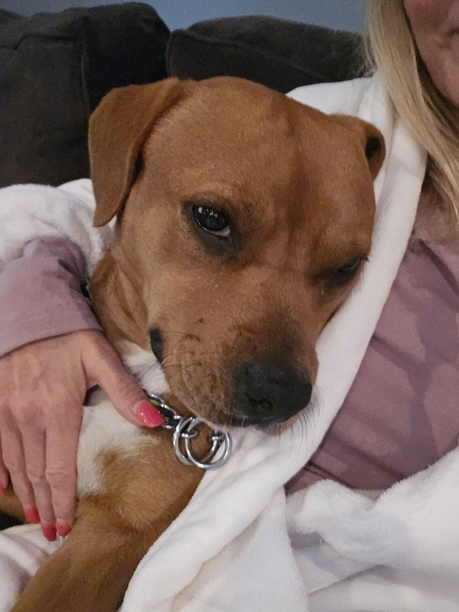 Coco, Adoptable, Adult Female Staffordshire Bull Terrier & American Bulldog.