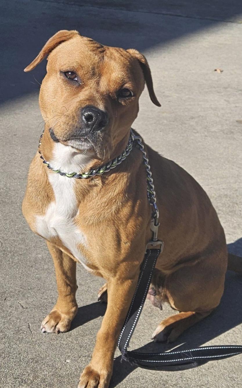 Coco, a Adoptable mixed breed in Mount Holly, NJ image 2/6