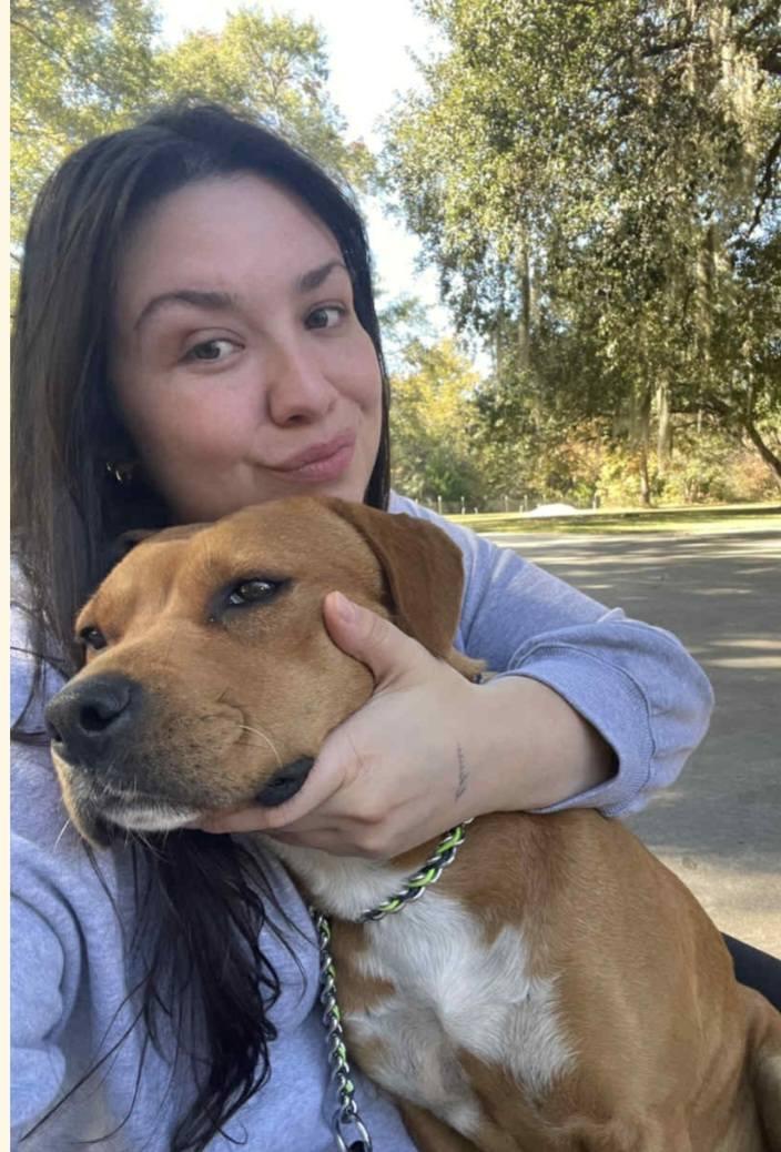 Coco, Adoptable, Adult Female Staffordshire Bull Terrier & American Bulldog.