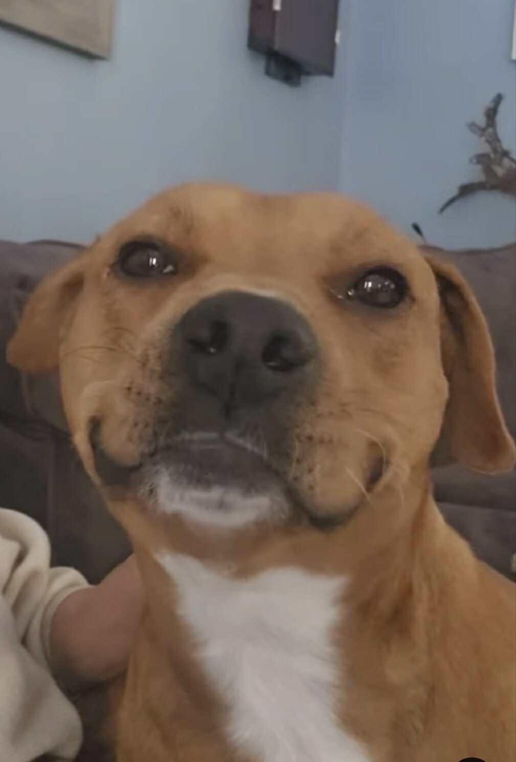 Coco, a Adoptable mixed breed in Mount Holly, NJ image 4/6