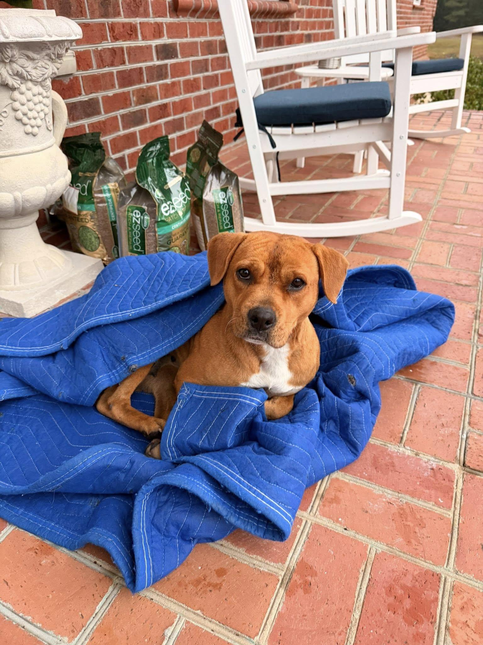 Coco, a Adoptable mixed breed in Mount Holly, NJ image 5/6