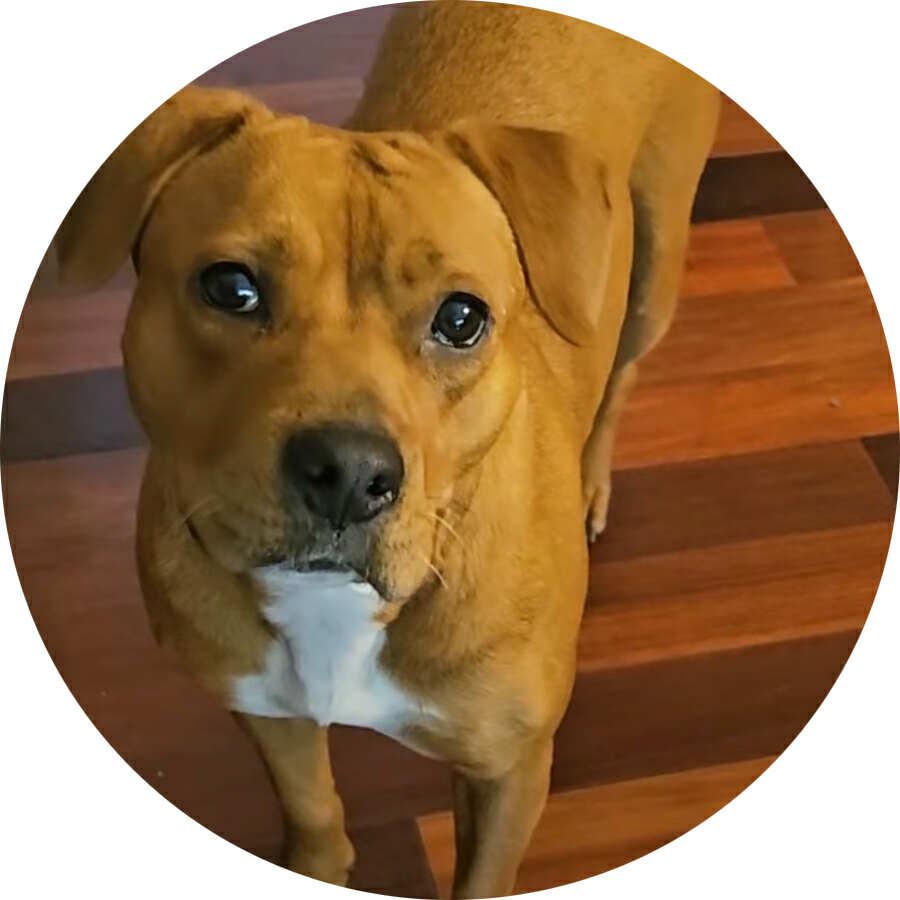 Enlarge Coco, a Adoptable mixed breed in Mount Holly, NJ image 1/6