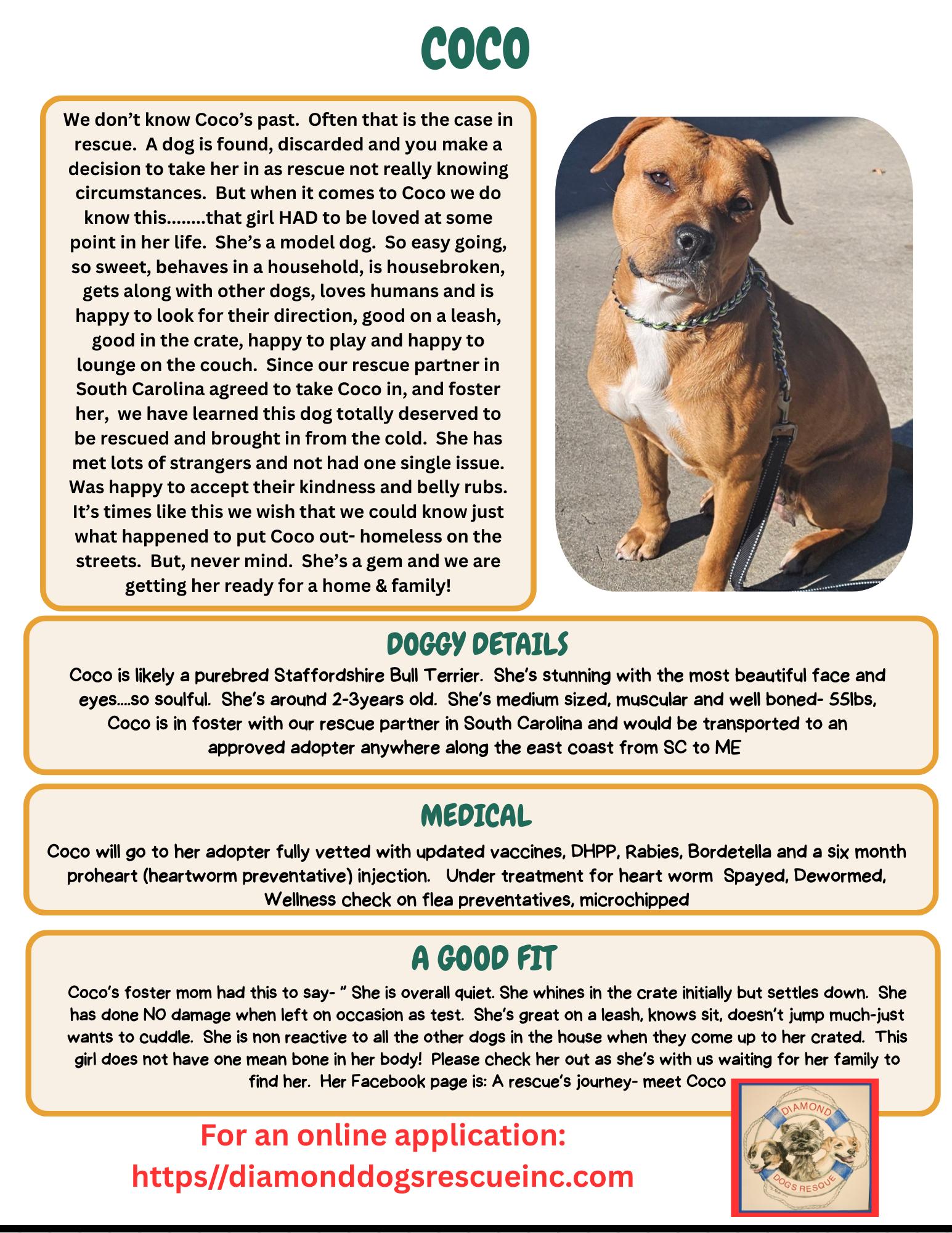 Coco, a Adoptable mixed breed in Mount Holly, NJ image 6/6