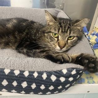 Bloppypants, Adoptable, Adult Male Domestic Medium Hair.