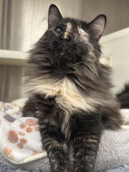 Enlarge Guinevere 59940, a Adoptable mixed breed in Aiken, SC image 1/2