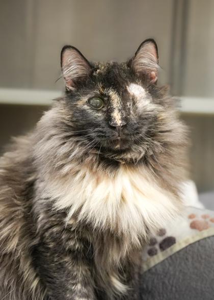 Enlarge Guinevere 59940, a Adoptable mixed breed in Aiken, SC image 2/2