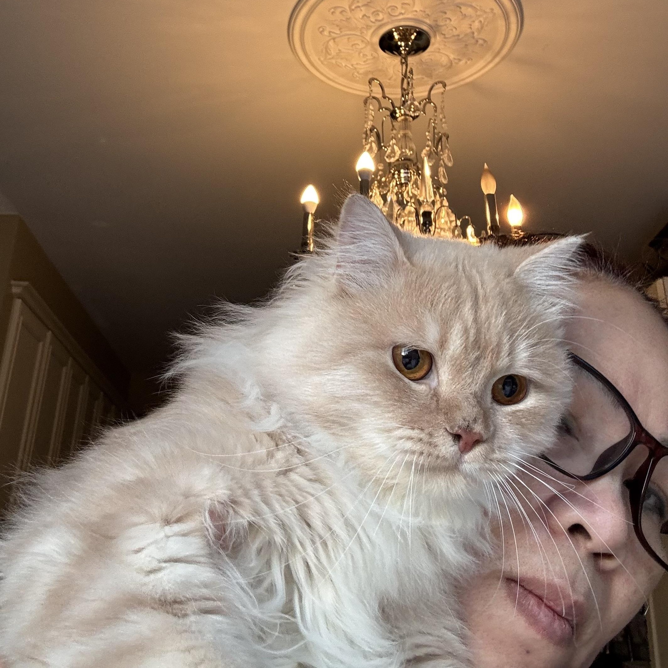 Kiran/ Matty- Olivia with Snow, adopted, Young Male Ragdoll & Himalayan.