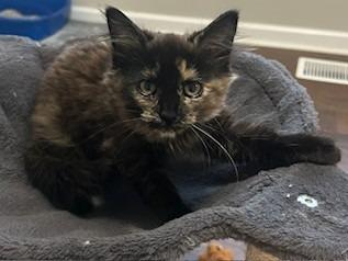 Enlarge Ophelia, a Adoptable mixed breed in Raleigh, NC image 1/4