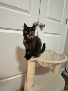 Enlarge Ophelia, a Adoptable mixed breed in Raleigh, NC image 2/4