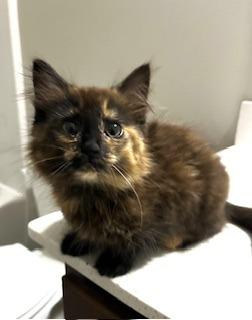 Enlarge Ophelia, a Adoptable mixed breed in Raleigh, NC image 3/4