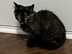 Enlarge Ophelia, a Adoptable mixed breed in Raleigh, NC image 4/4