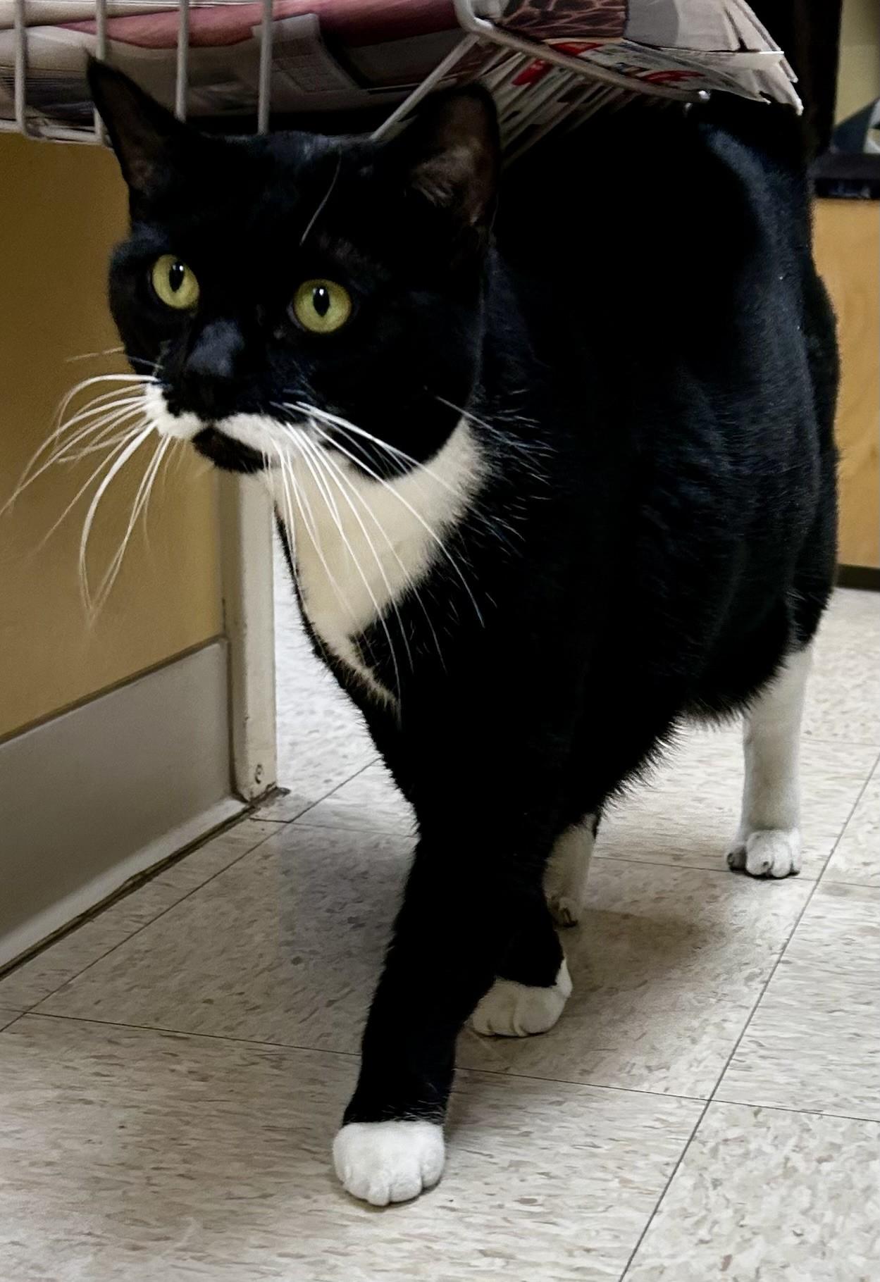 Isabella, a Adoptable mixed breed in Greensboro, NC image 3/5