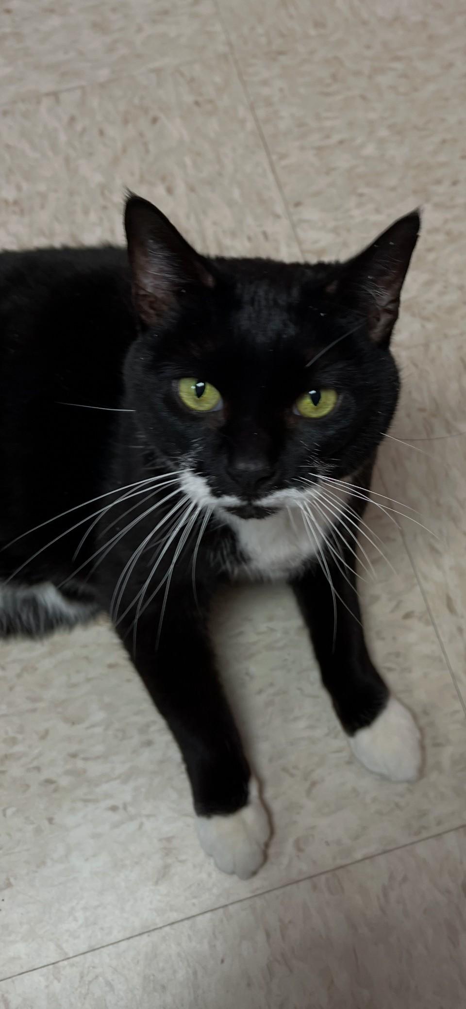 Isabella, a Adoptable mixed breed in Greensboro, NC image 4/5