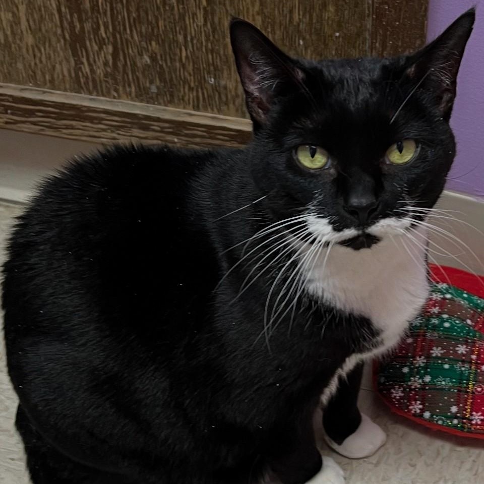 Isabella, a Adoptable mixed breed in Greensboro, NC image 2/5