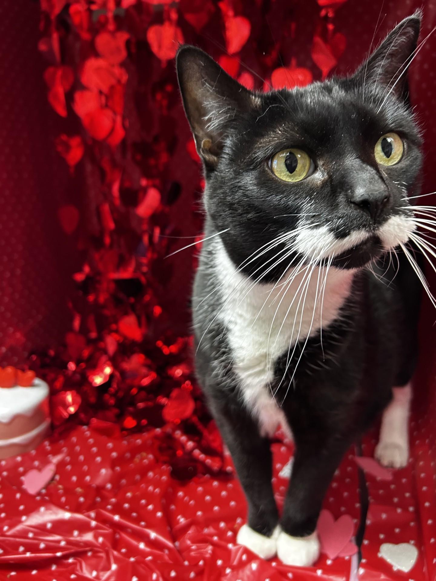 Isabella, Adoptable, Senior Female Domestic Short Hair & Tuxedo.