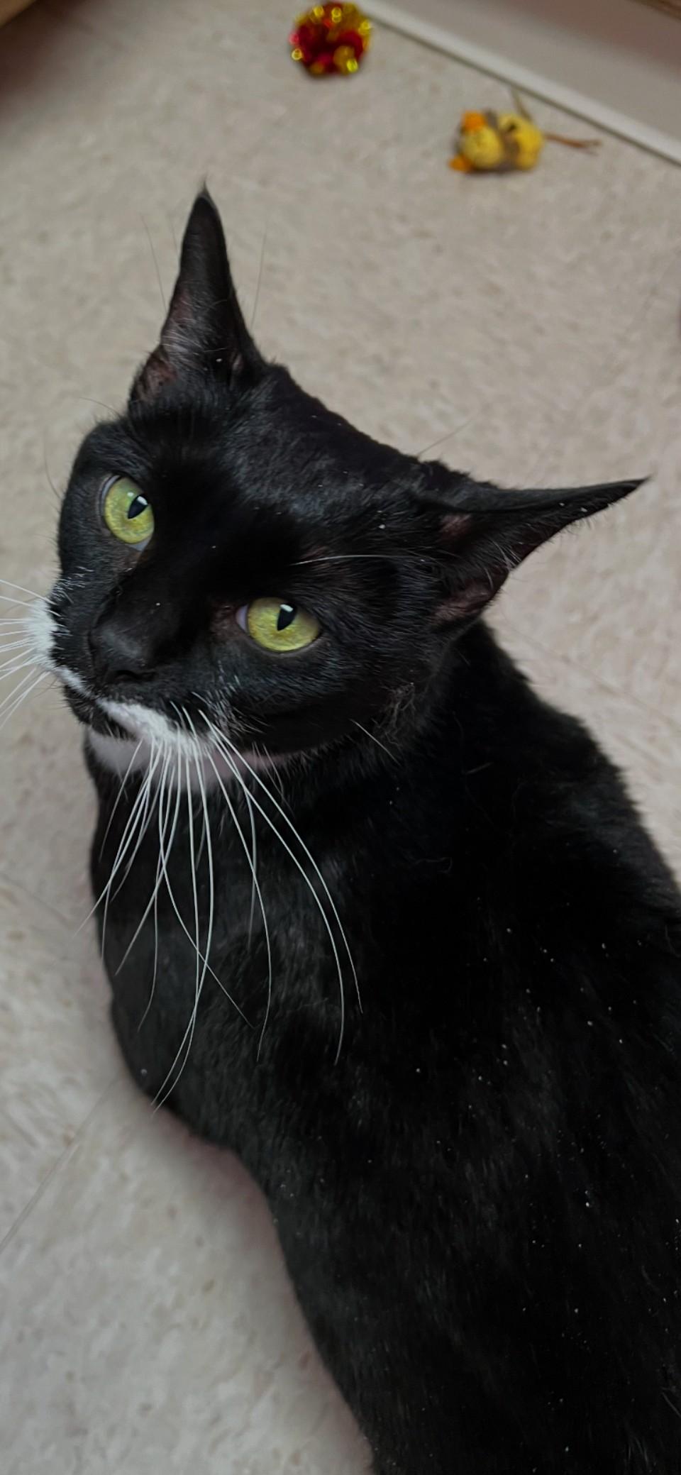 Isabella, a Adoptable mixed breed in Greensboro, NC image 5/5