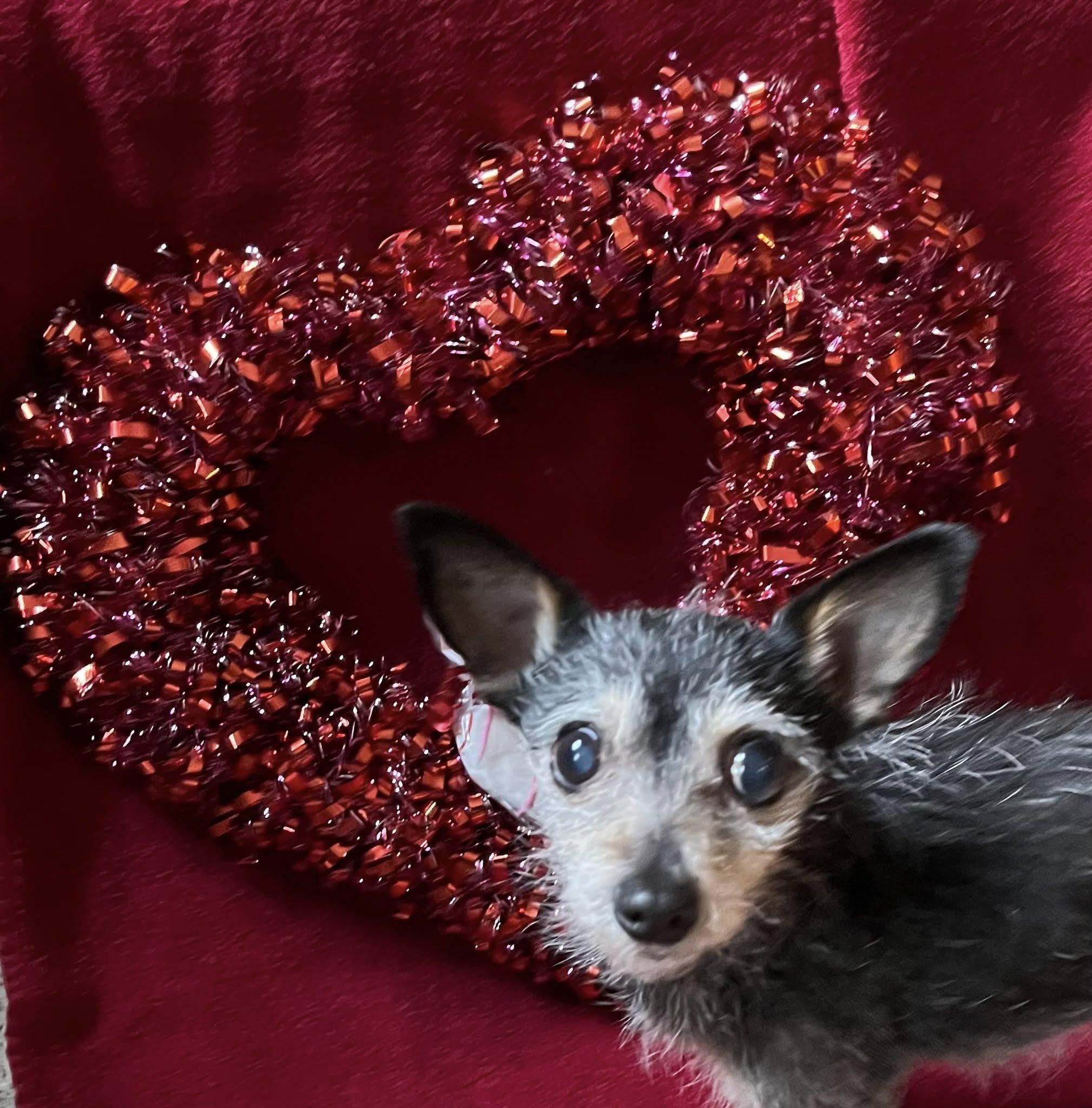 Mouse , a ADOPTABLE mixed breed in Egg Harbor City, NJ image 3/3