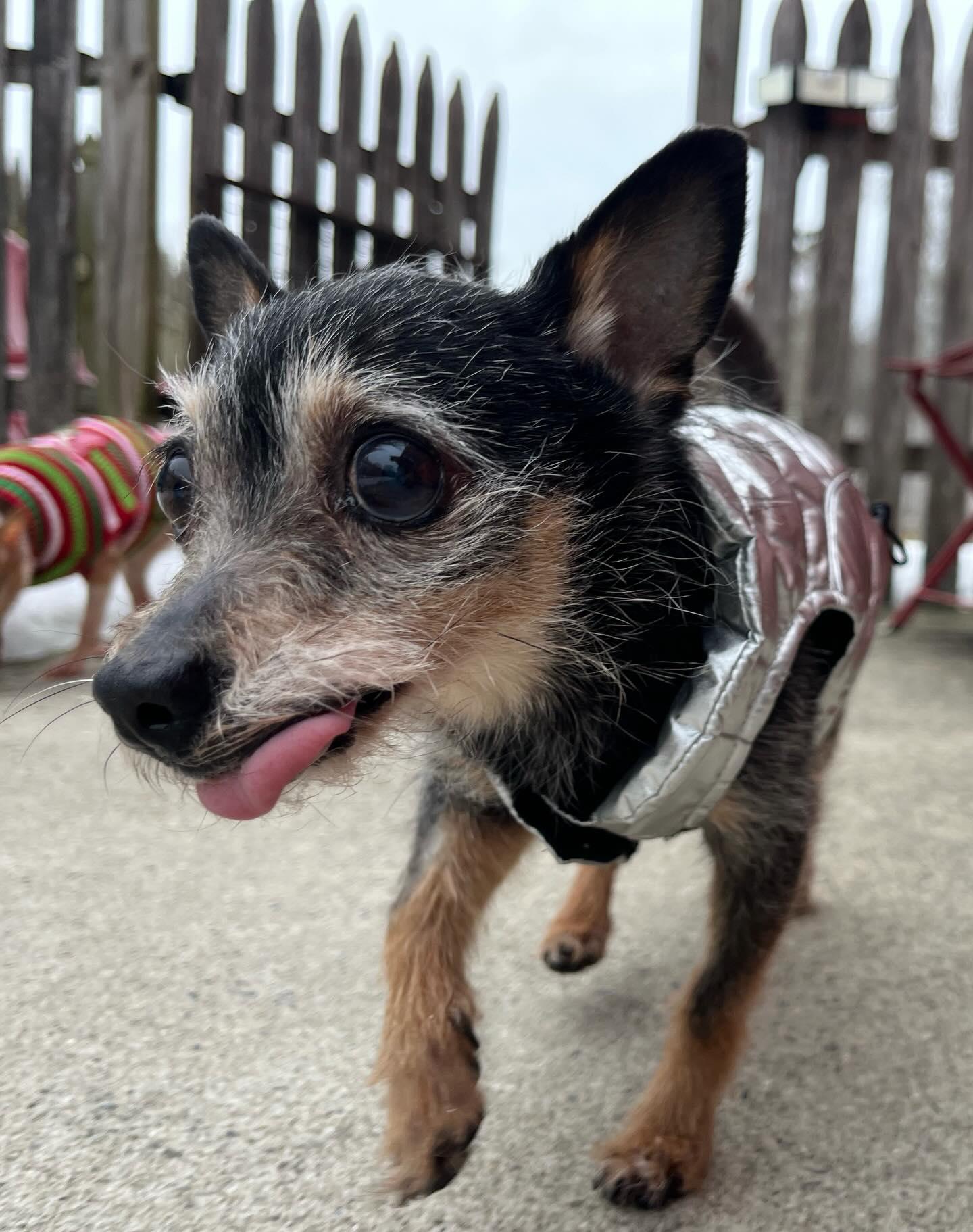 Mouse , a ADOPTABLE mixed breed in Egg Harbor City, NJ image 2/3