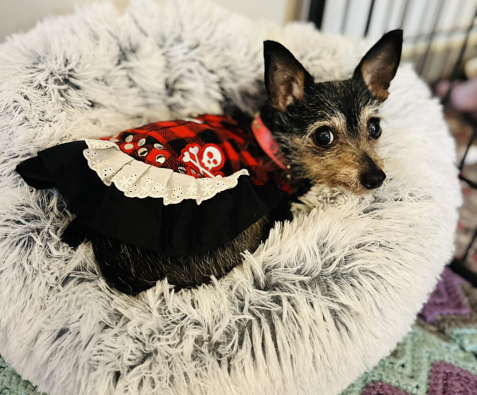 Mouse , a ADOPTABLE mixed breed in Egg Harbor City, NJ image 1/3