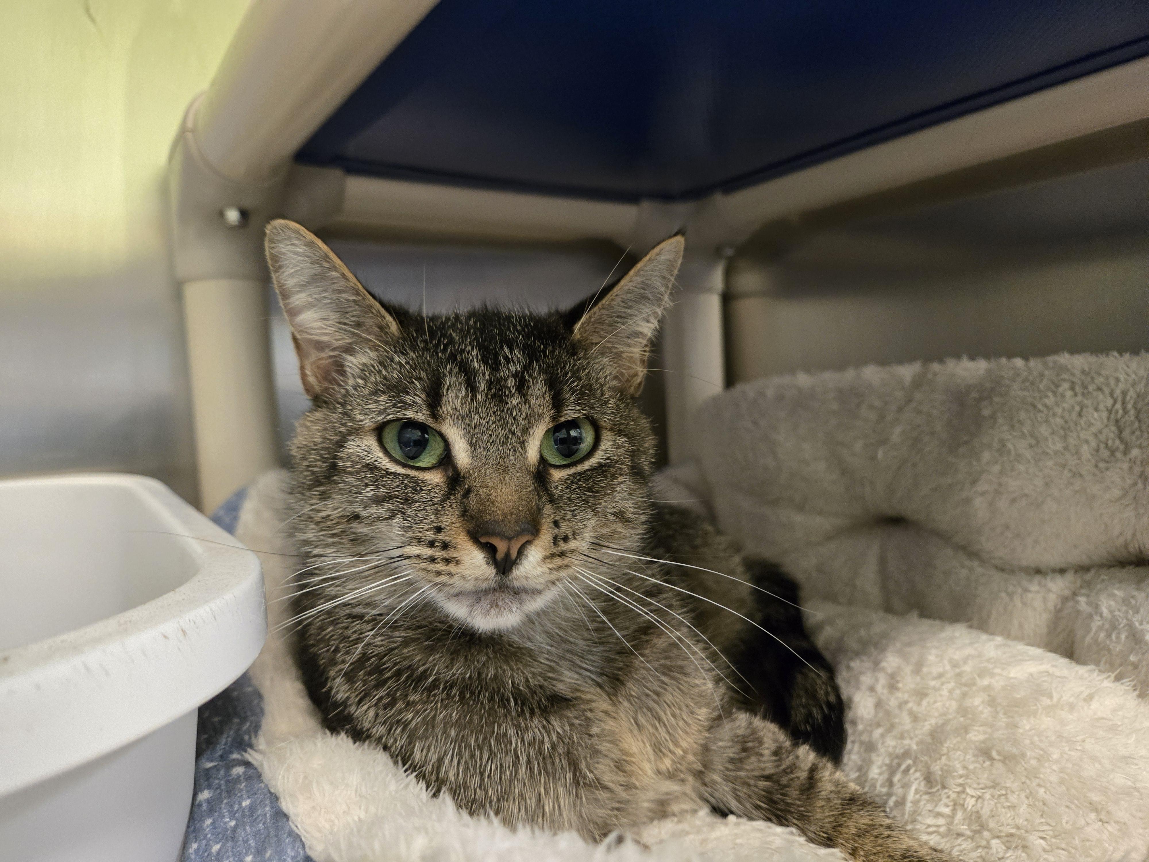 Wilma, a ADOPTABLE Domestic Short Hair in Paris, ME image 2/2