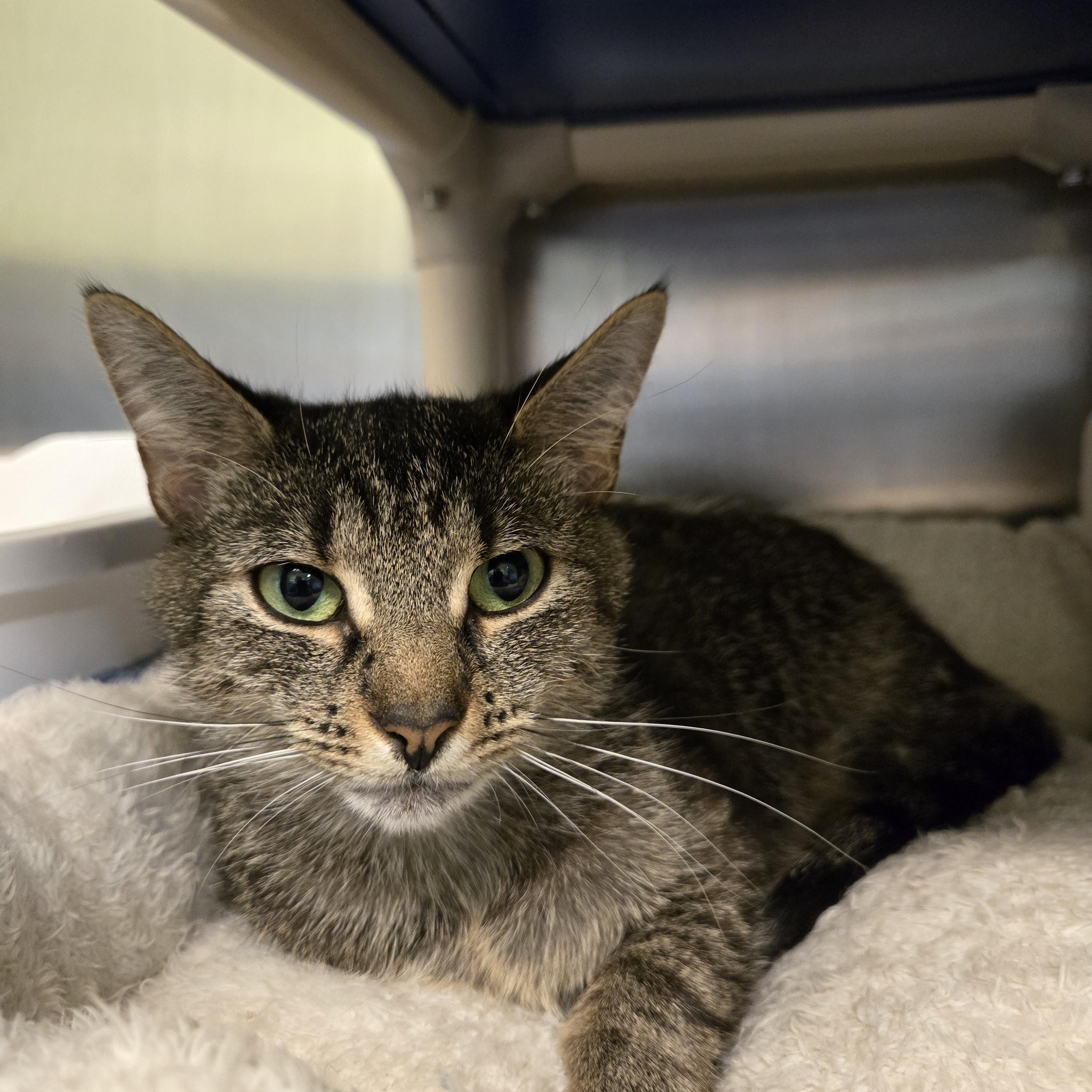 Wilma, ADOPTABLE, Adult Female Domestic Short Hair.