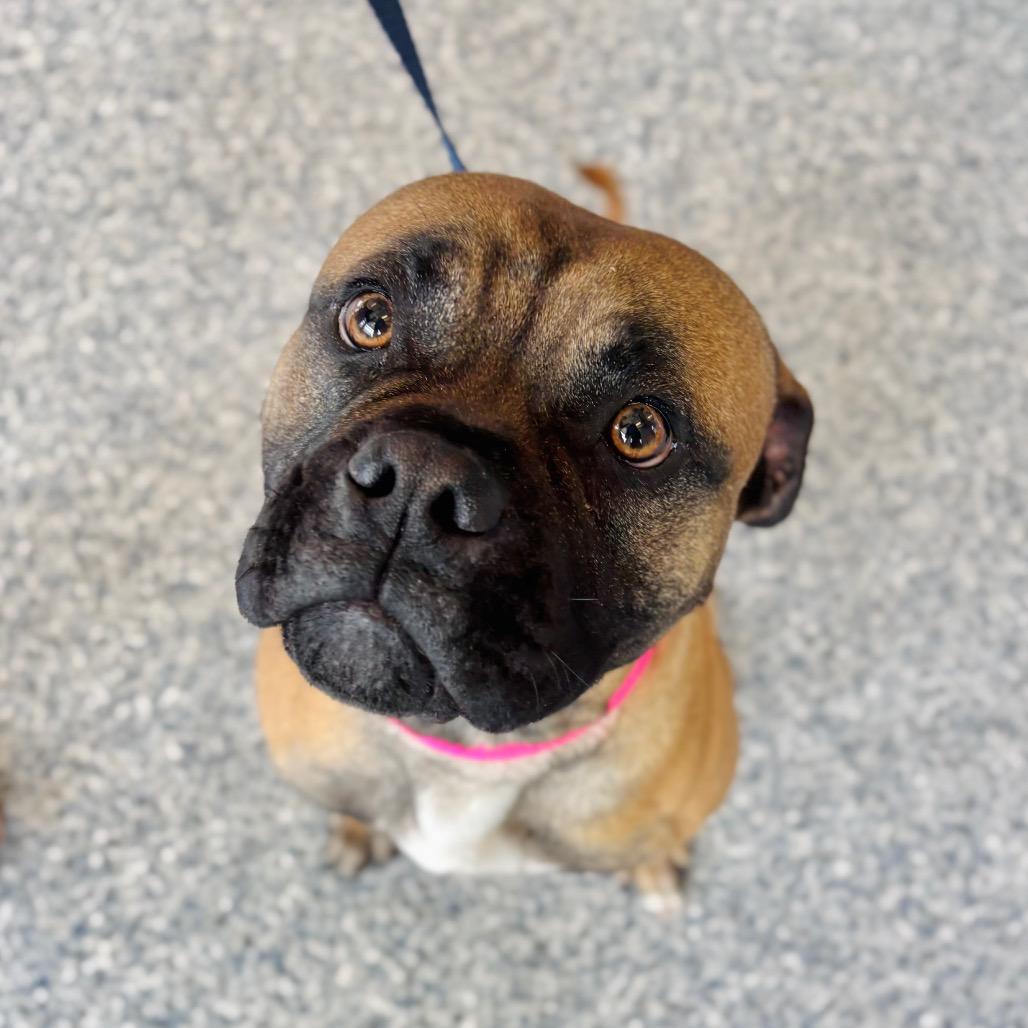 Enlarge Tyson, a Adoptable mixed breed in Great Falls, MT image 2/3