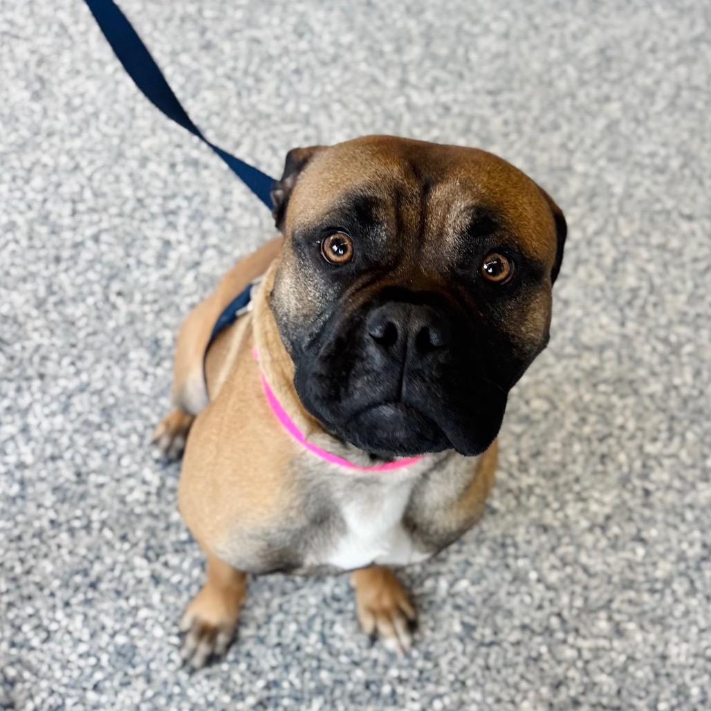 Enlarge Tyson, a Adoptable mixed breed in Great Falls, MT image 3/3