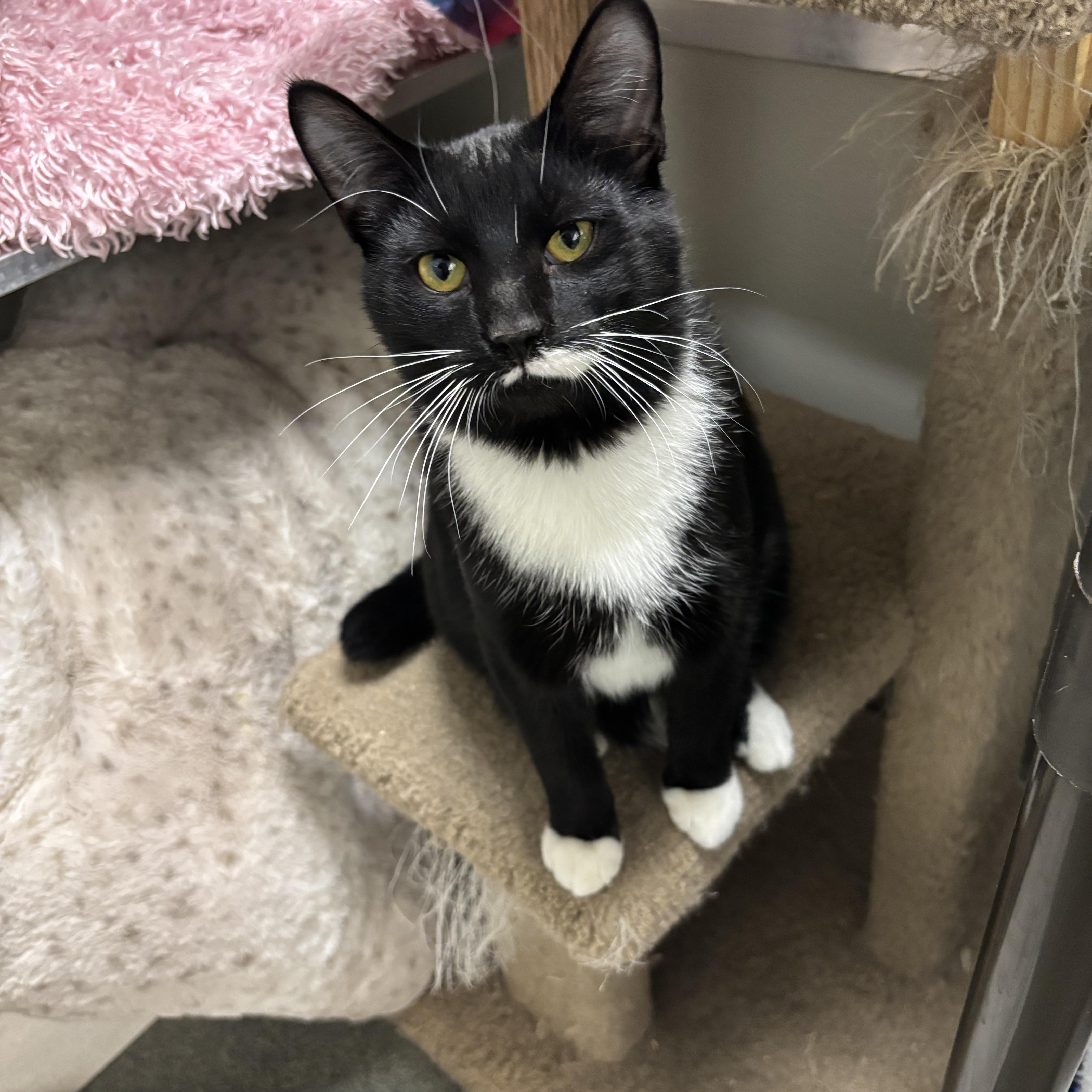 Alvin, adopted, Young Male Domestic Short Hair.