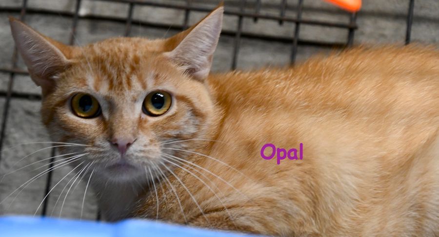 Opal, Adoptable, Adult Female Domestic Short Hair.