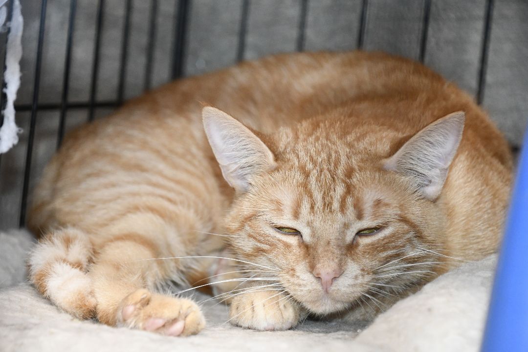 Enlarge Opal, a Adoptable Domestic Short Hair in Lisbon, CT image 2/2