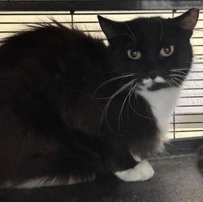 Enlarge Domino, a Adoptable mixed breed in Pendleton, OR image 1/1