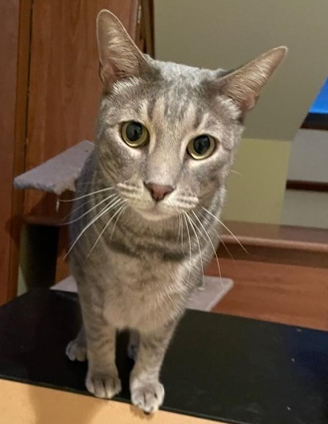 Enlarge Moonlight, a silver tiger who says "I love you" in every way he knows!, a Adoptable Domestic Short Hair in Greenwich, CT image 2/6