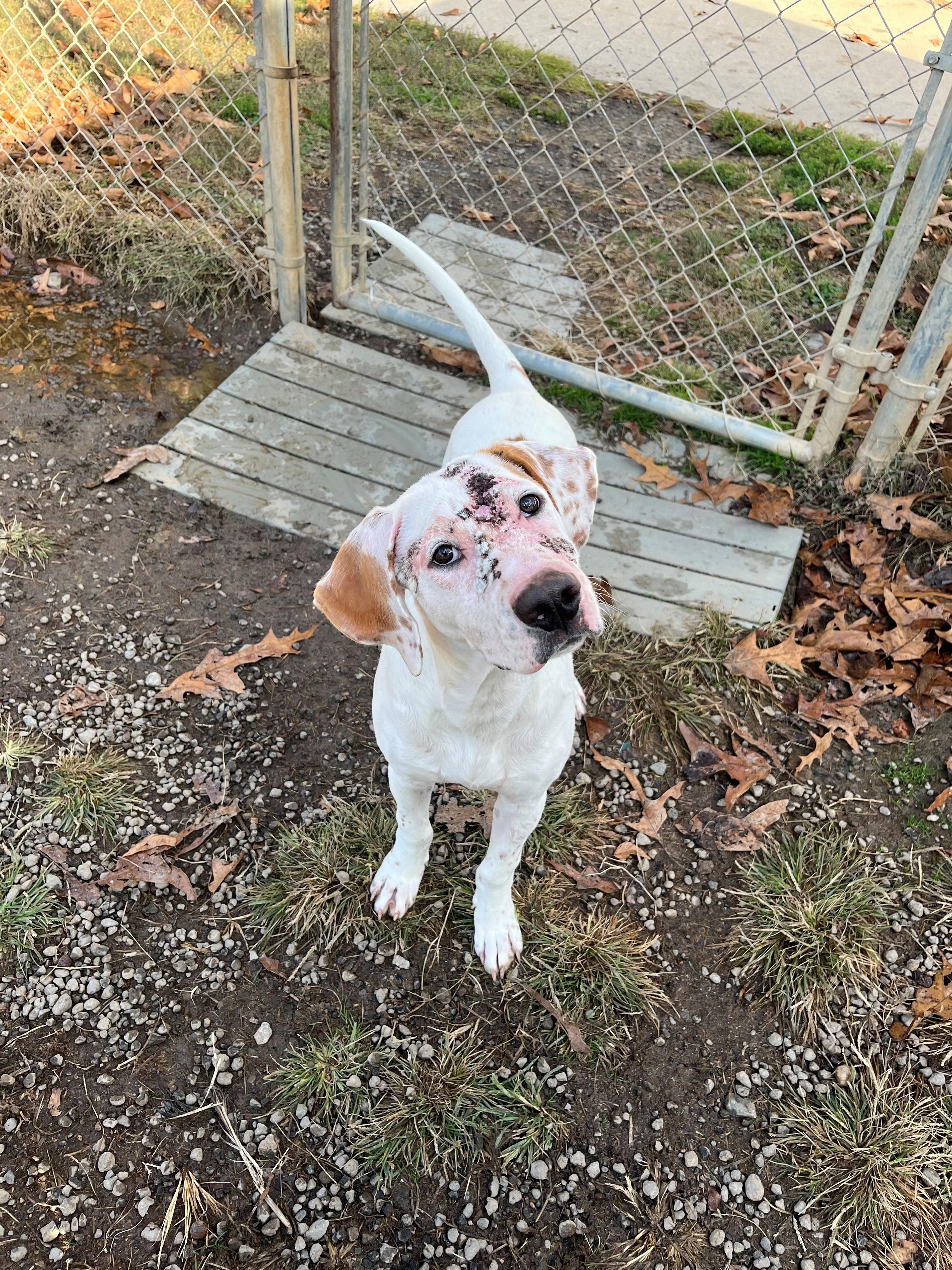 Jellybean 5 months old 38 pounds adorable treating for skin issues clearning up