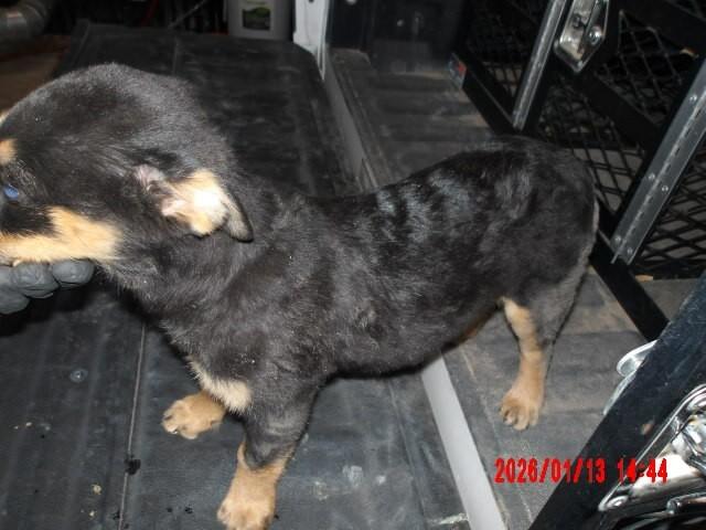 Enlarge Nix, a Adoptable Mixed Breed in Hobbs, NM image 1/4