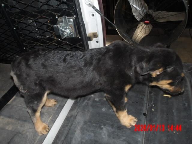 Enlarge Nix, a Adoptable Mixed Breed in Hobbs, NM image 2/4