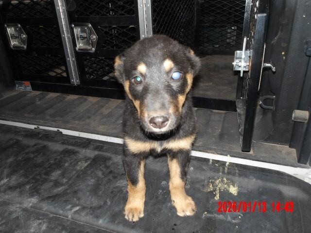 Enlarge Nix, a Adoptable Mixed Breed in Hobbs, NM image 3/4