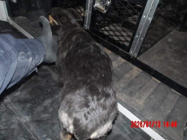 Enlarge Nix, a Adoptable Mixed Breed in Hobbs, NM image 4/4