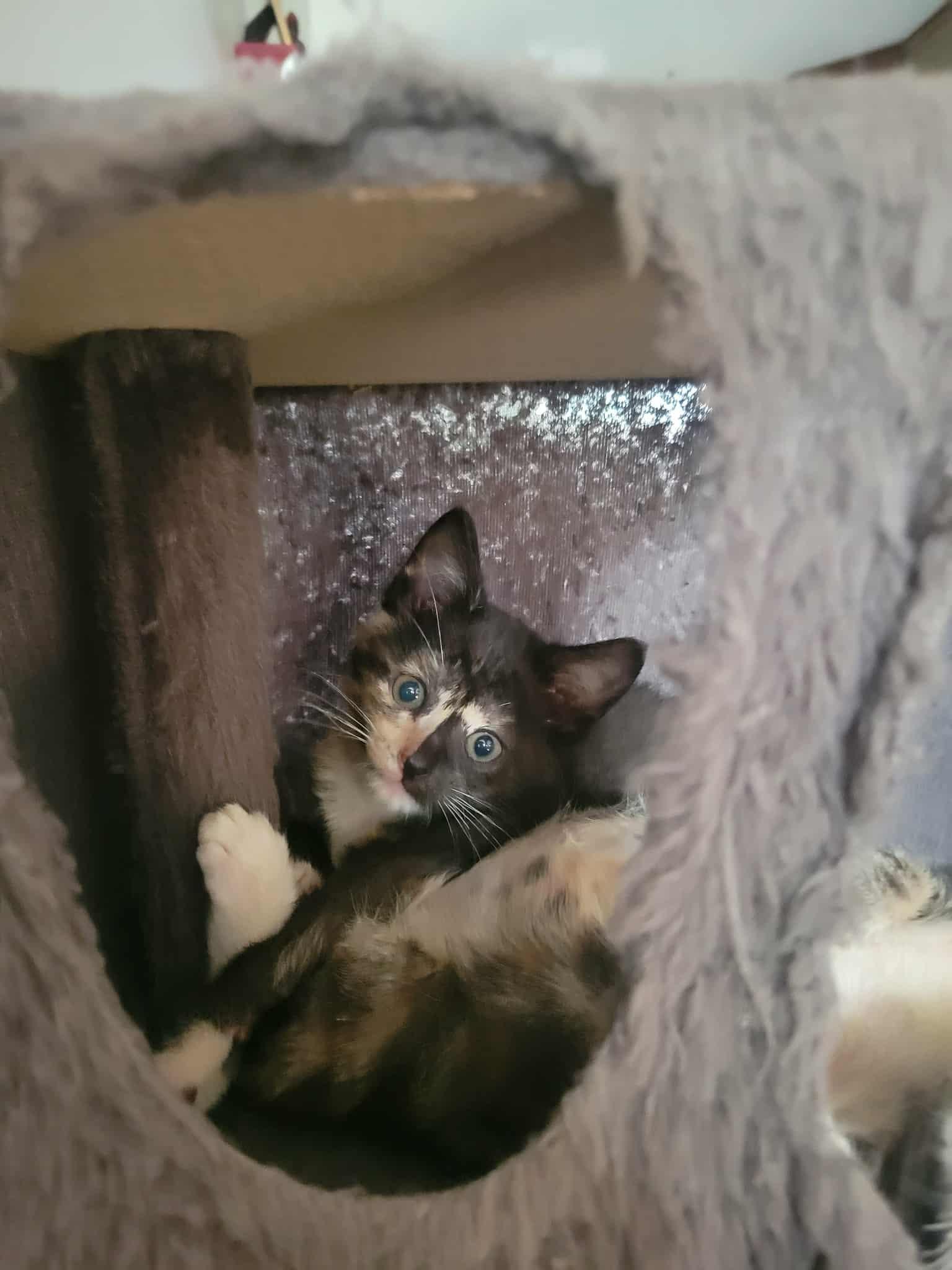 Mae