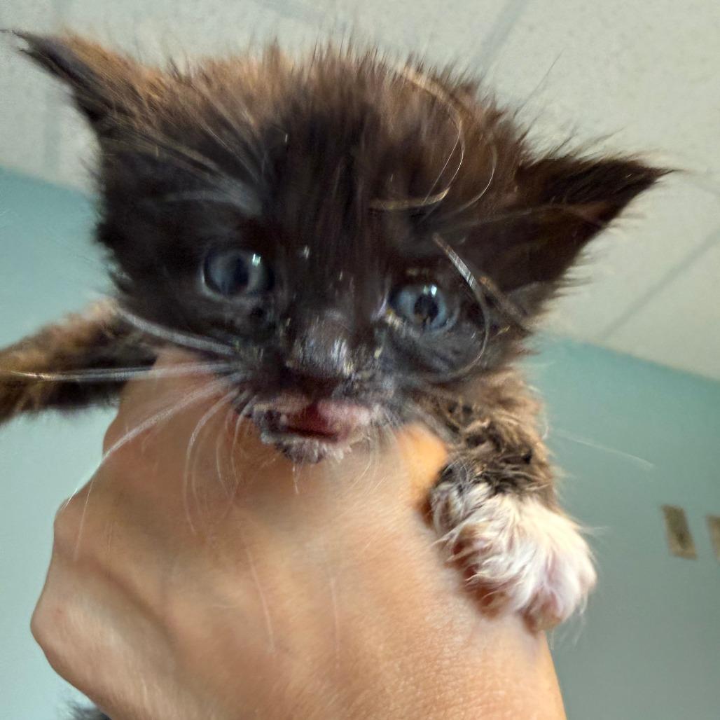 Chupacabra, Adoptable, Kitten Female Domestic Medium Hair.