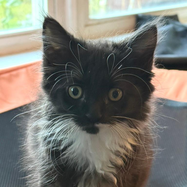 Enlarge Chupacabra, a Adoptable Domestic Medium Hair in Morrisville, VT image 2/6