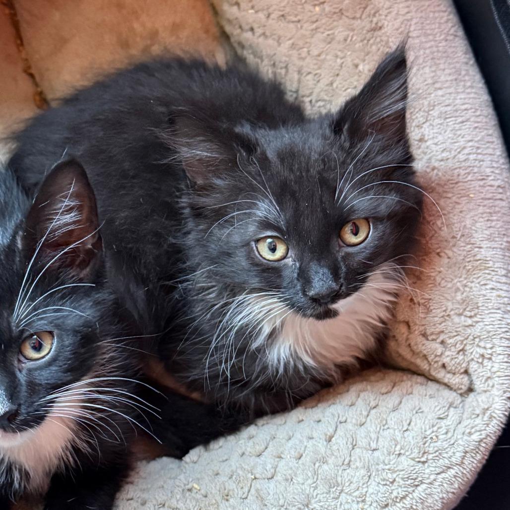 Enlarge Chupacabra, a Adoptable Domestic Medium Hair in Morrisville, VT image 3/6
