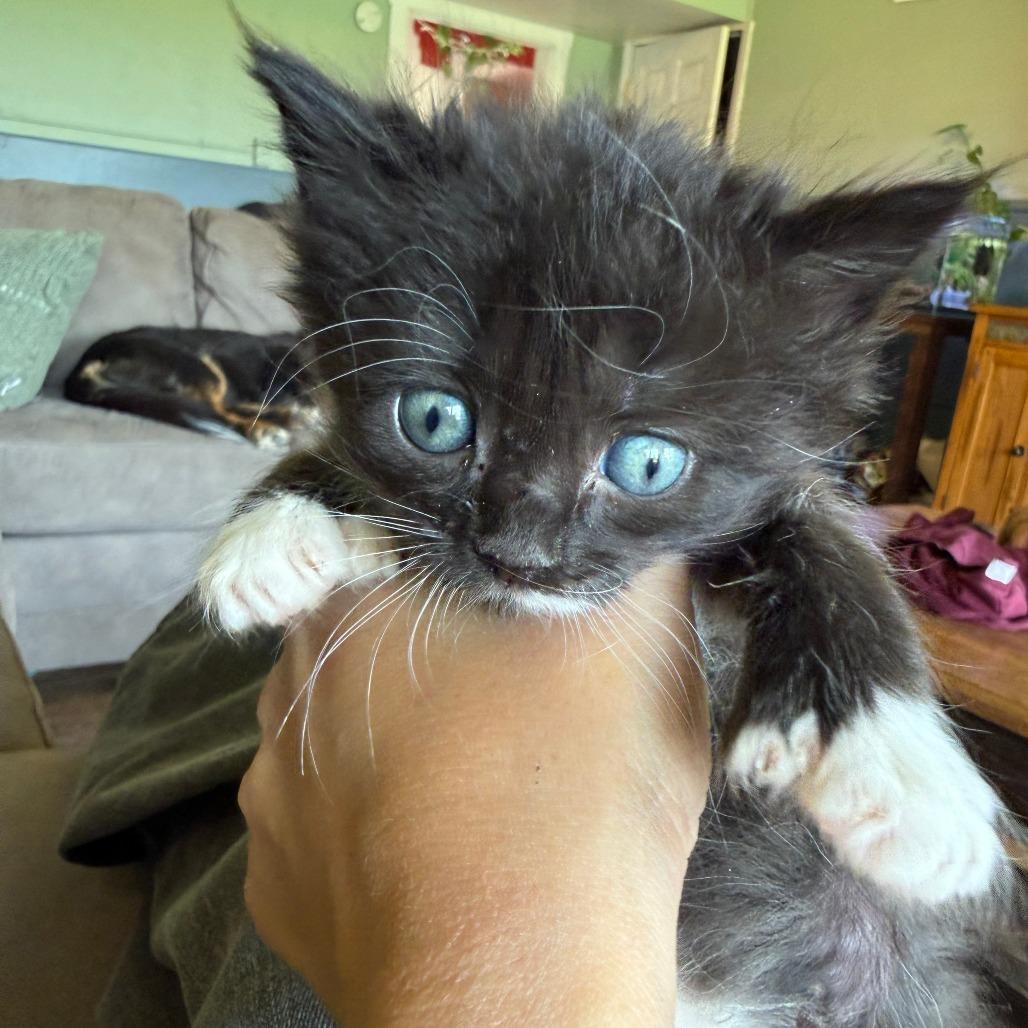 Enlarge Chupacabra, a Adoptable Domestic Medium Hair in Morrisville, VT image 4/6