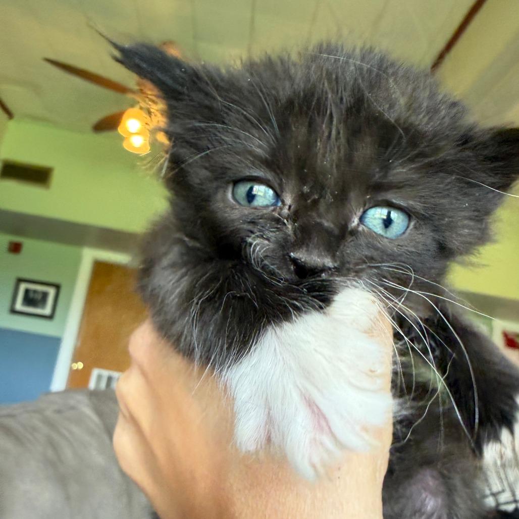 Enlarge Chupacabra, a Adoptable Domestic Medium Hair in Morrisville, VT image 5/6