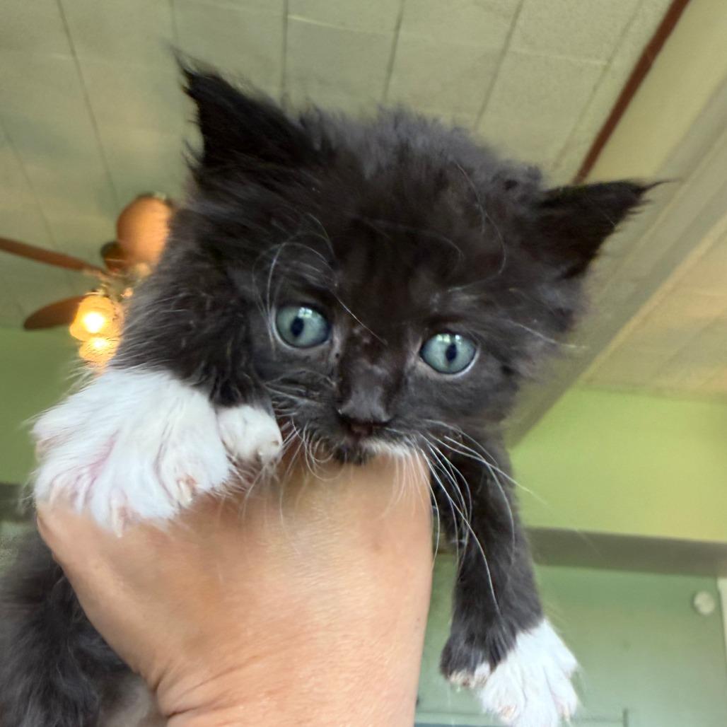 Enlarge Chupacabra, a Adoptable Domestic Medium Hair in Morrisville, VT image 6/6