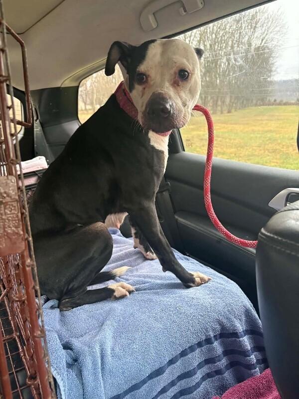 Piégé, Adoptable, Young Female Pit Bull Terrier.