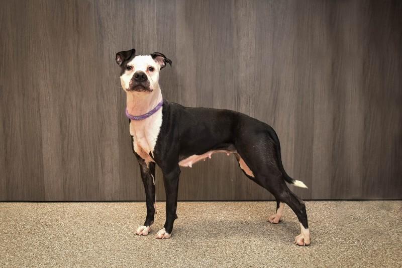 Enlarge Piégé, a Adoptable Pit Bull Terrier in Georgetown, OH image 2/2