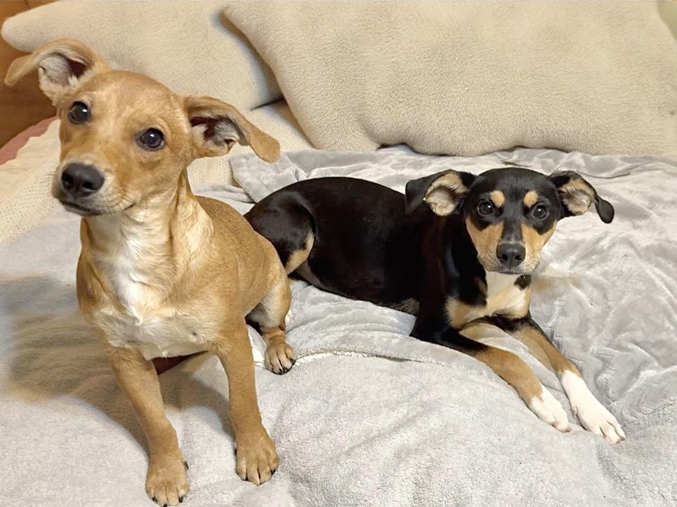 Darling Penny and Roxie